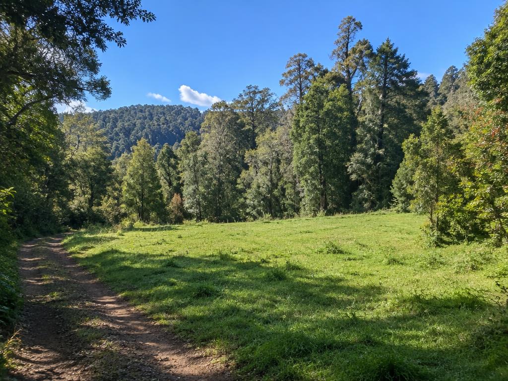 Parcela con bosque nativo